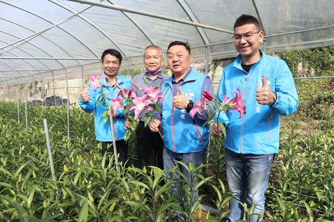 員林八卦山脈香水百合優雅綻放　香氣濃郁芬芳送禮自用兩相宜