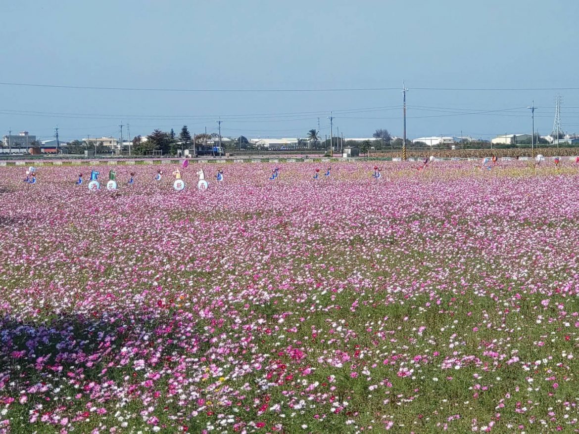 2023春遊彰化賞花海　全縣面積達150公頃打卡拍照新景點