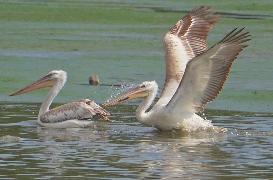 用鏡頭看鳥事∕超級迷鳥降臨新北　鳥迷喜迎卷羽鵜鶘