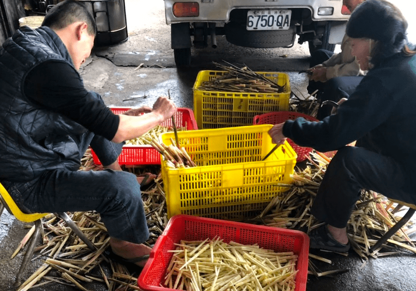 陽明山箭竹筍產季將至    採筍證即日起開放申辦