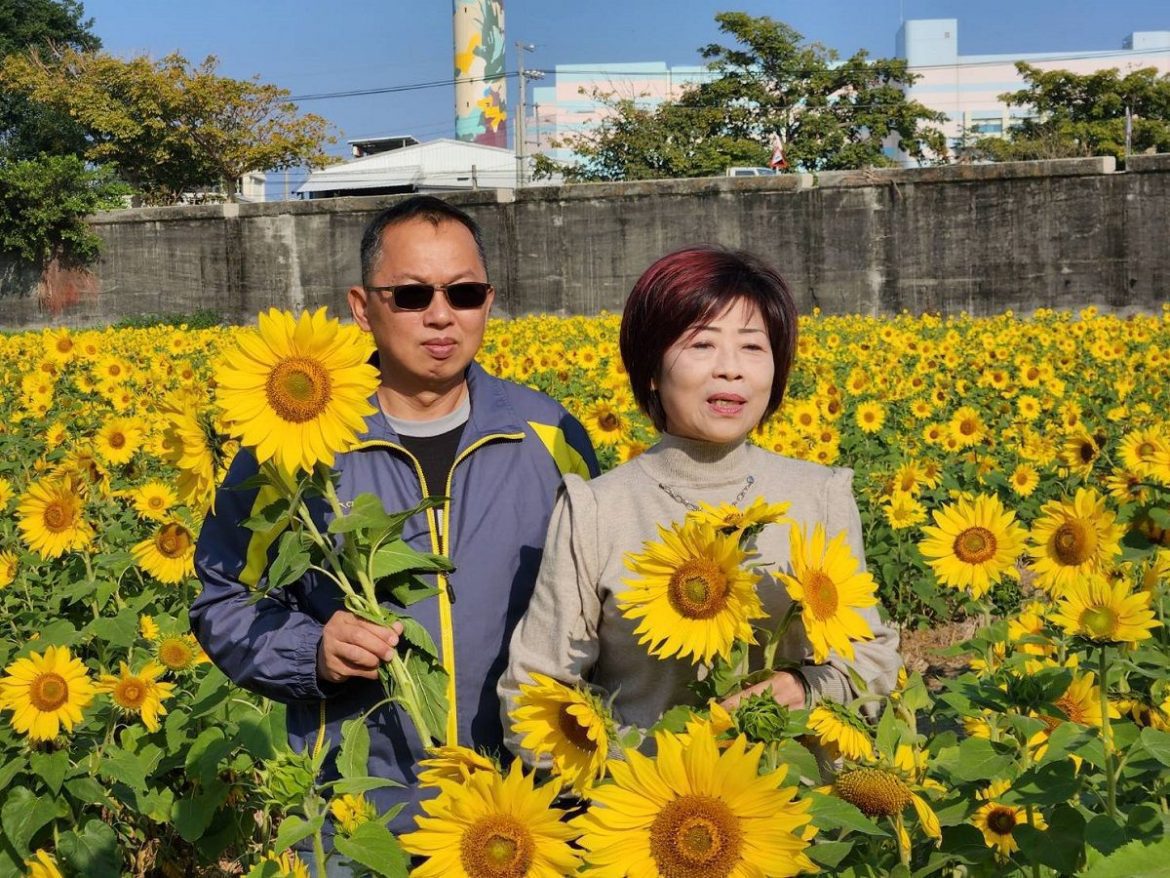 春遊溪州迎金兔　遊賞向日葵花海、金黃映簾