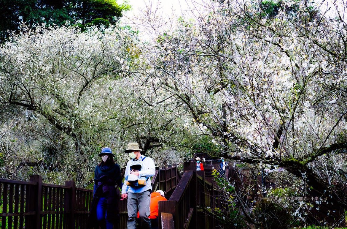 影音/枝頭如覆白雪　嘉義縣梅山公園梅花盛開