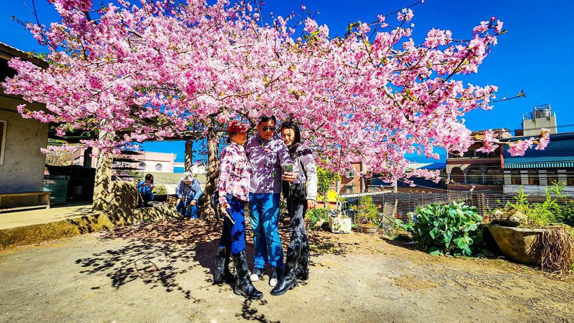 影音/嘉義太和村14年櫻王河津櫻盛開　夢幻粉紅大批遊客朝聖