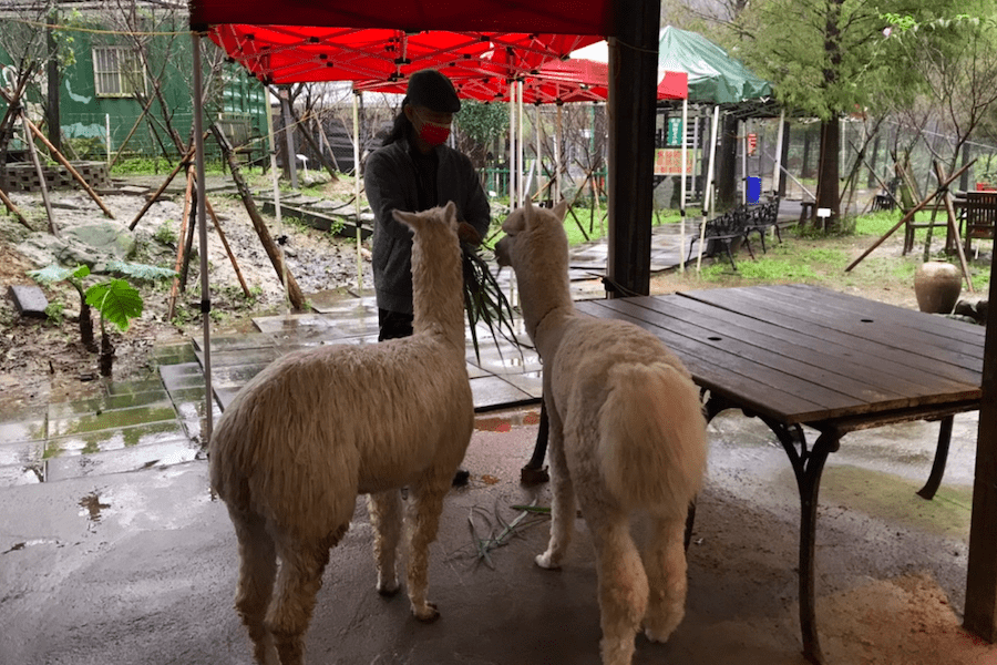 落實動物保護政策　新北市動物展演場所評鑑出爐