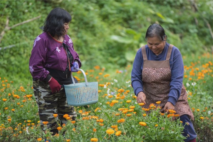 金盞花3-5月盛開　尖石沿途景點出遊好去處