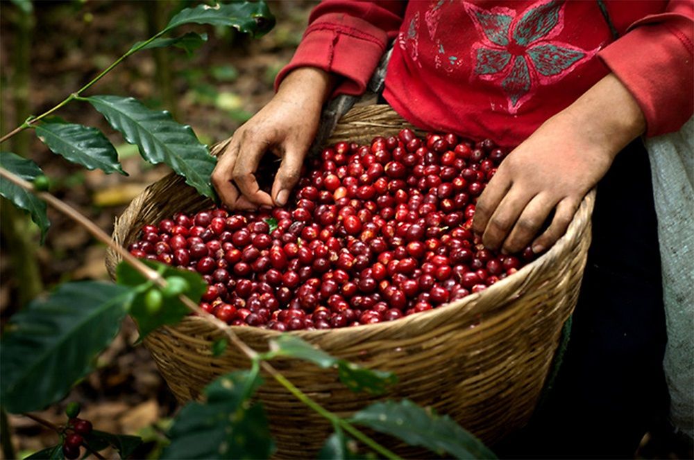 中美洲友邦咖啡可可考察團再出發 協助業者開拓商機