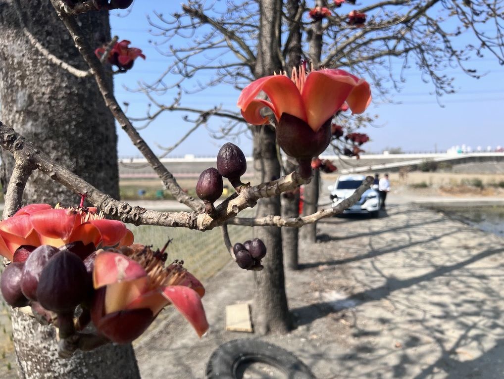 影音/三月百花季　紅花綠田木棉花秘境盛開