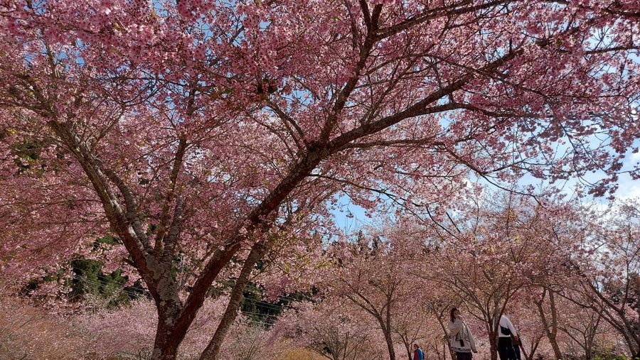 後山小調∕福壽山的春天