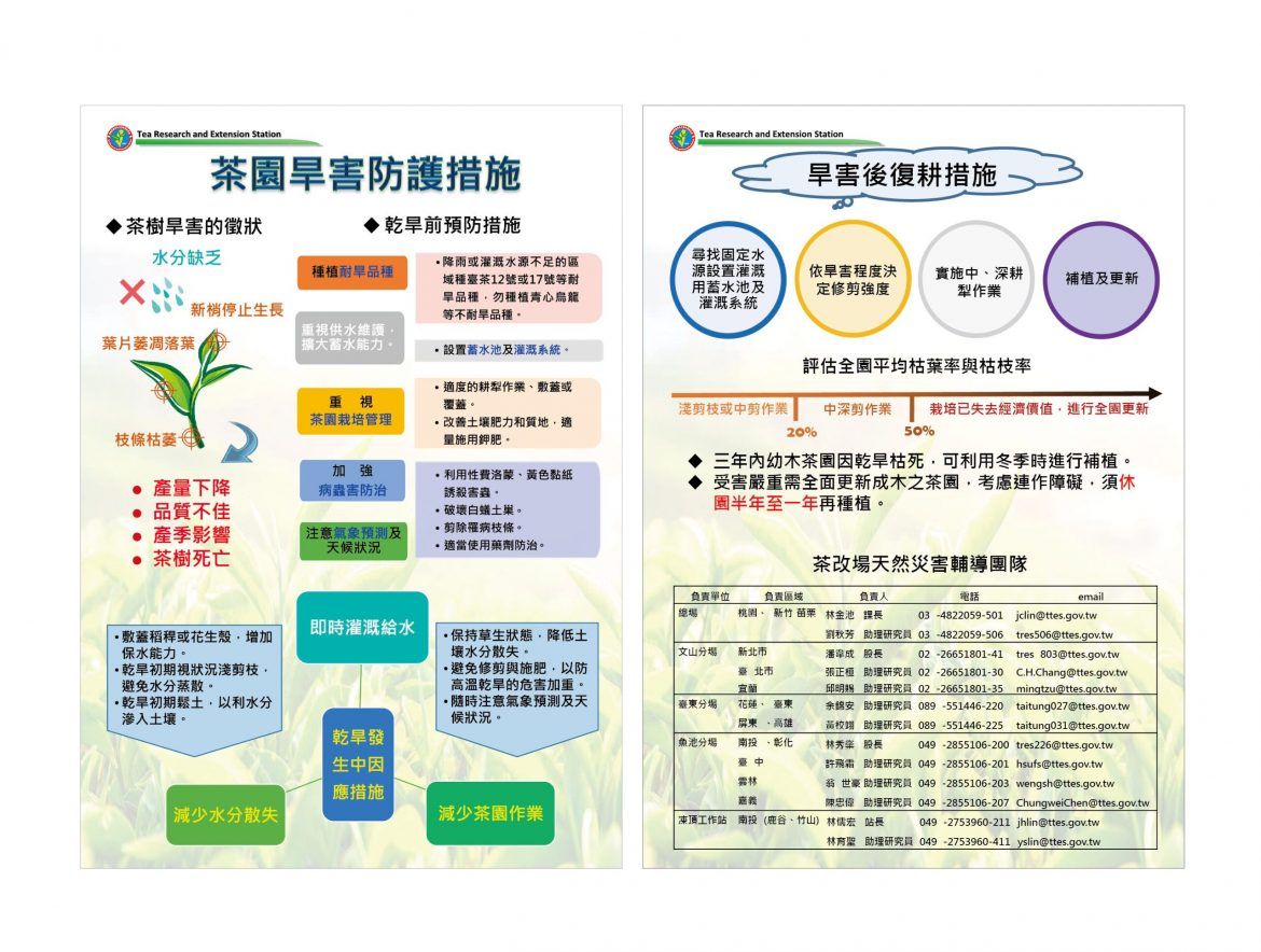 春茶雨情不佳  縣府呼籲茶農及早啟動抗旱措施