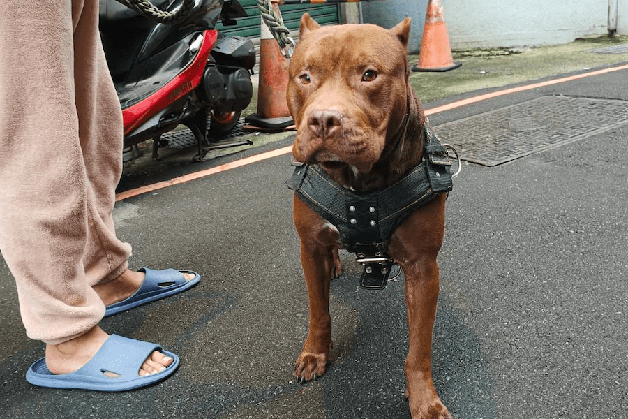 比特犬去年咬傷其他犬隻被罰    今年仍未依規定戴嘴套　動保處祭重罰