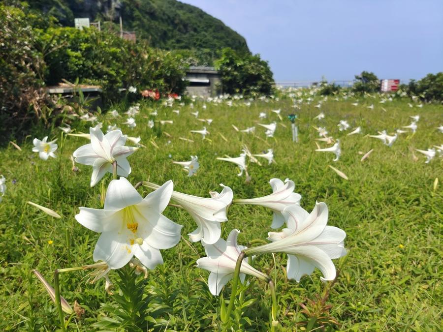 東北角百合盛放、螢火蟲漫舞  生態旅遊正當時