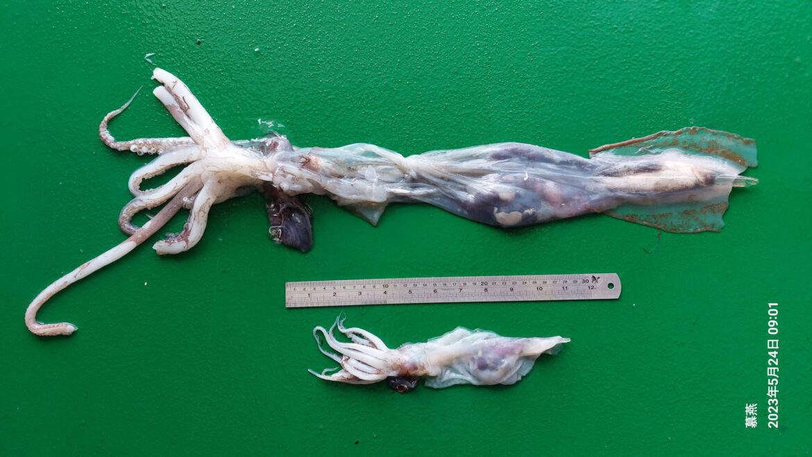 類似頭足動物肚裡小魚清晰可見 東石魚市場出現透明怪魚