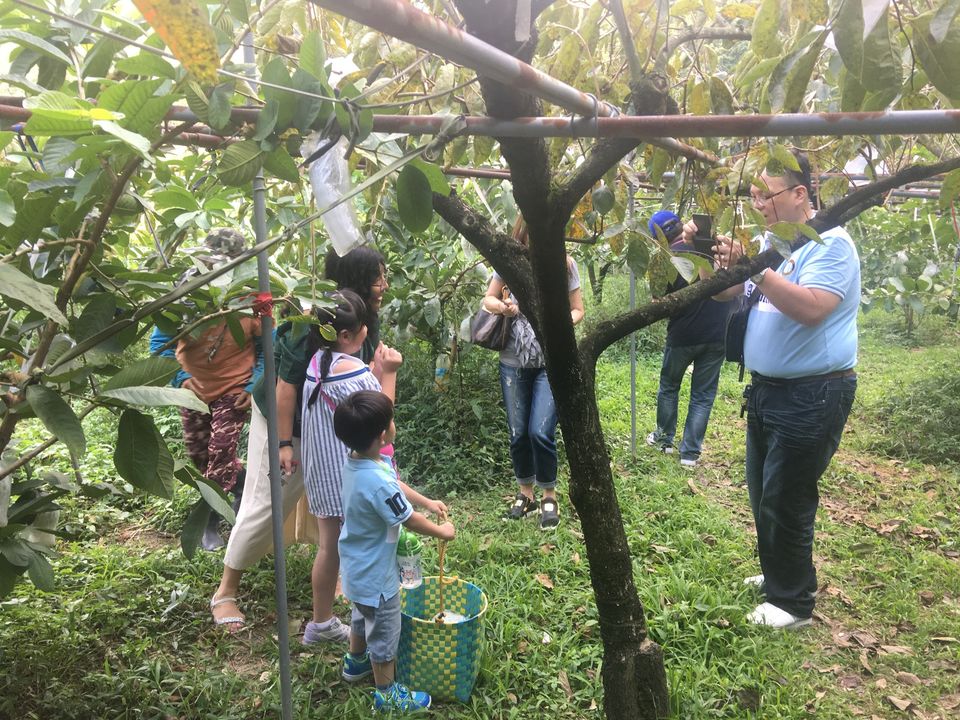 盛夏來臨的山城水梨季  邀您漫步苗栗農遊!