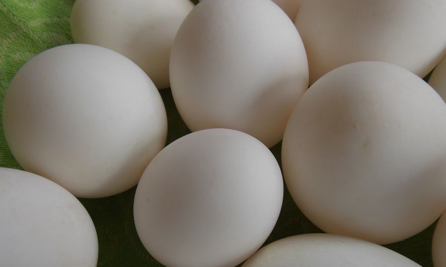農委會專案進口700萬顆雞蛋　雙北地區3/29各通路上架、4/1起全臺都有