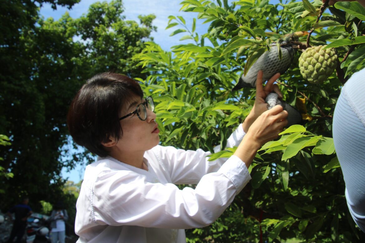 蘇拉颱風將來襲  臺東縣長饒慶鈴關心釋迦產業