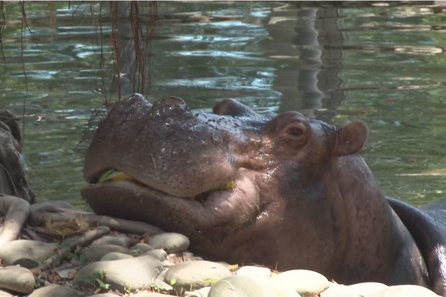 動物園招募志工  喜愛動物的人都可報名