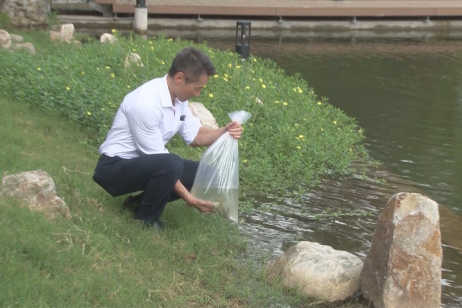 清大成功湖整治最後一步  放生魚苗淨化水質