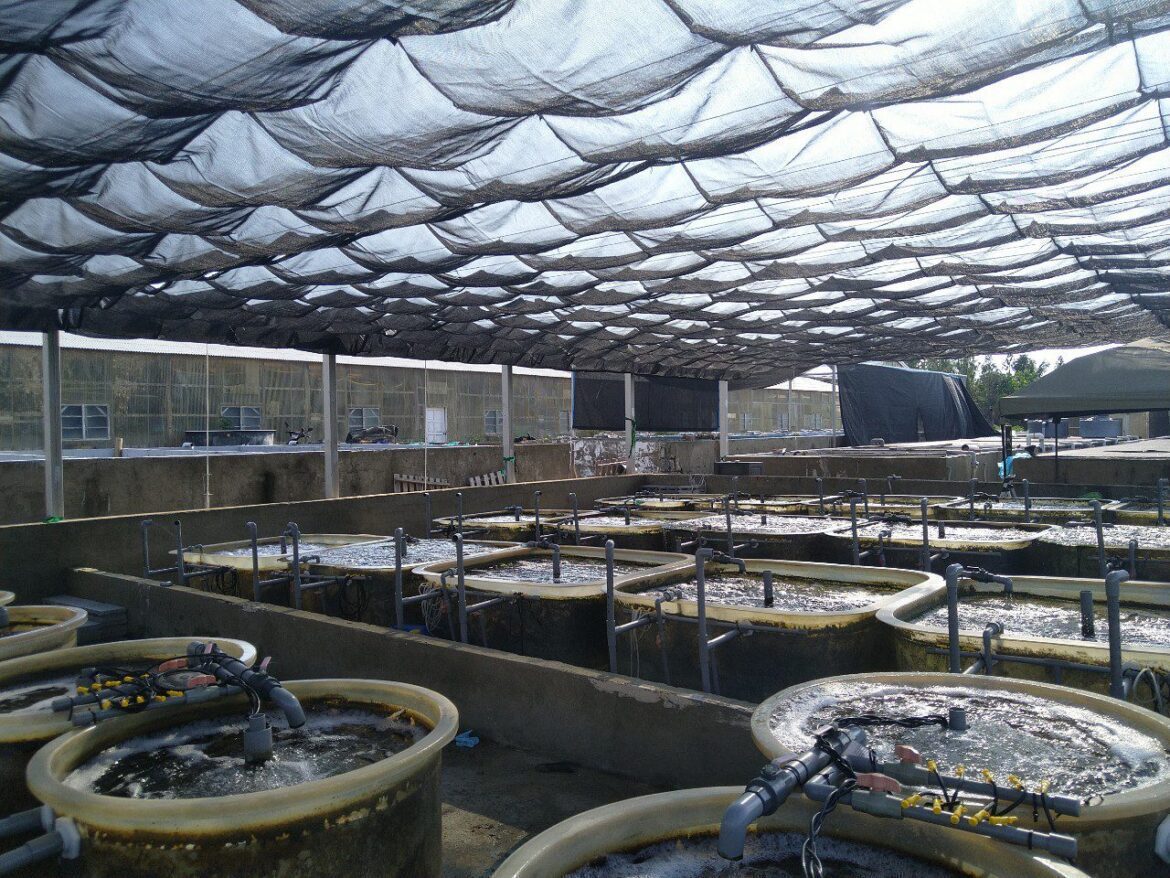 水試所成功培育2種大型海藻    有助提升海洋碳匯能力