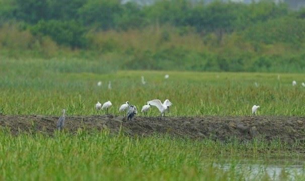黑面琵鷺先發亮相　茄萣濕地冬候鳥閃亮登場