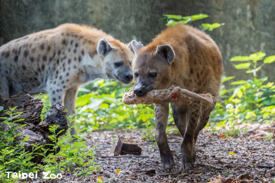 臺北市立動物園新活動場啟用 斑點鬣狗快樂迎接更富足的生活