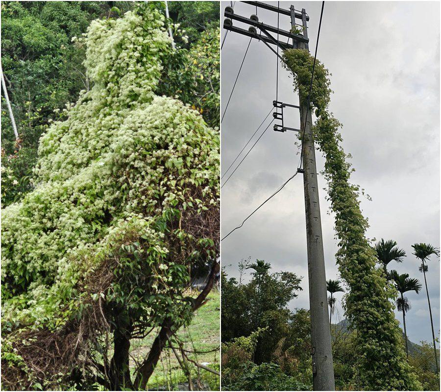 後山小調∕小花蔓澤蘭大舉蔓延　躍升東海岸景觀公路第一排