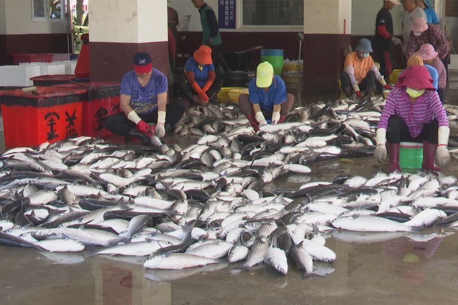 烏魚產季正式展開  預估產量10萬尾