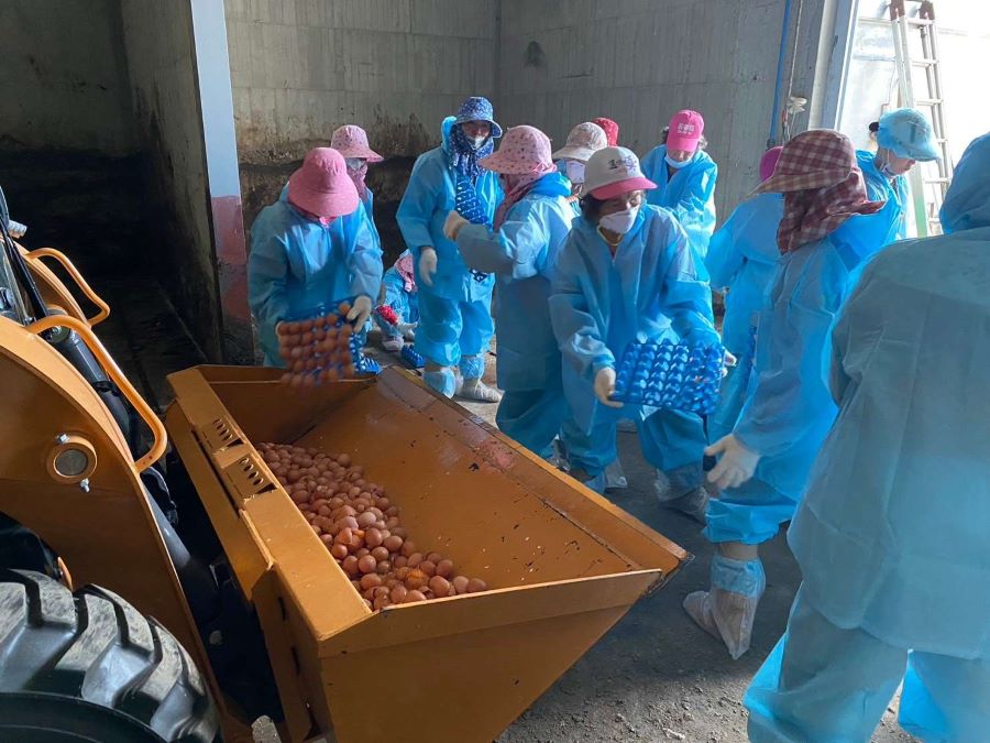 入冬後首見蛋雞場確診H5N1禽流感　雲林古坑撲殺1.5萬蛋雞