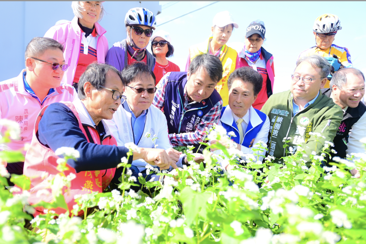 蕎麥之鄉再現美景     張善政助陣大園蕎麥花海推廣活動
