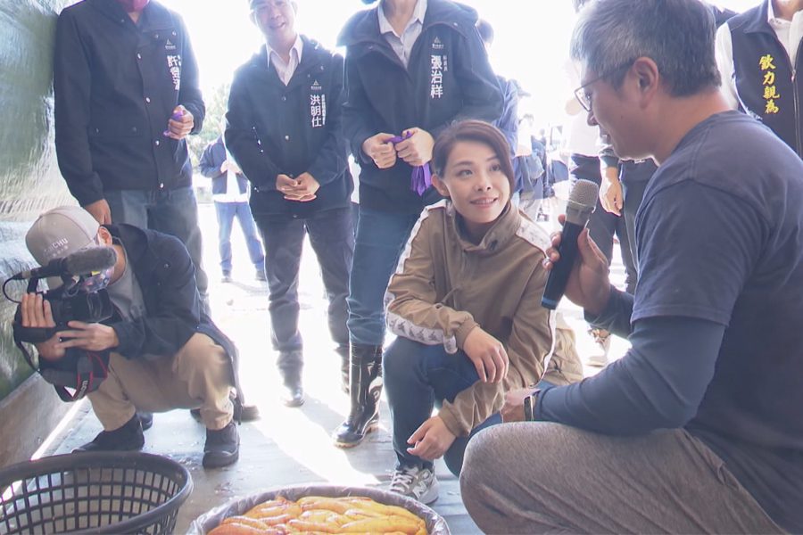 香山在地烏魚養殖  高虹安體驗烏魚子製作