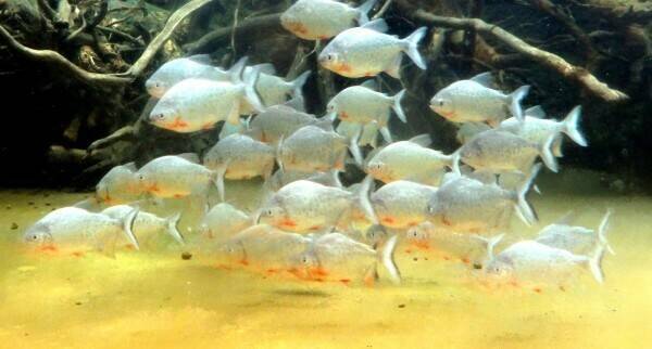 南投水庫驚悚發現！紅銀板「食人魚親戚」潛入日月潭