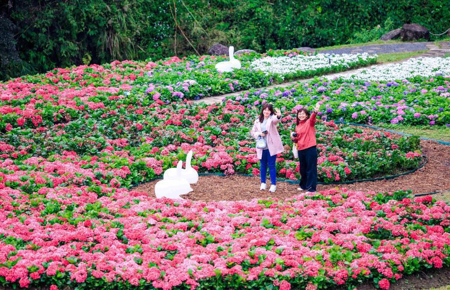 「北市內湖花海浪漫綻放」：大溝溪生態治水園區打造的愛心花海吸睛