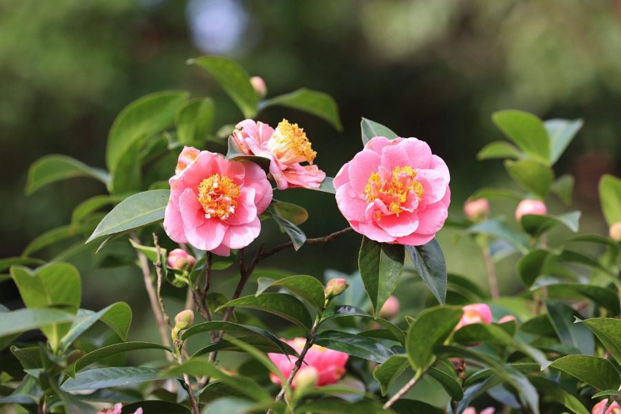 「又見茶花」！台北茶花展盛大開展 迎接春天第一波花海