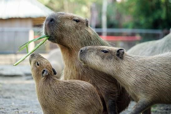 動物打選戰比誰最呆萌　頑皮世界動物園選大統領　投票抽東京迪士尼