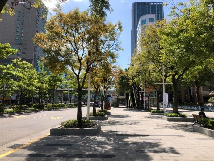 中華路林蔭大道黃連木悄然轉紅　打造浪漫秋日街景