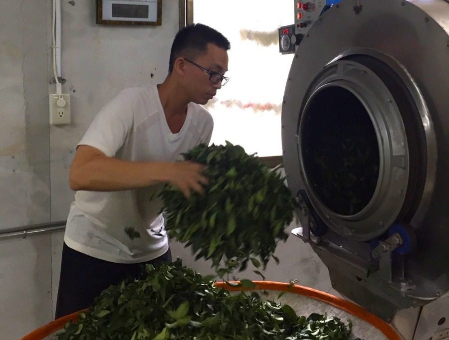 新北農業局：推動農業健康市/式 鼓勵茶農加入有機耕作