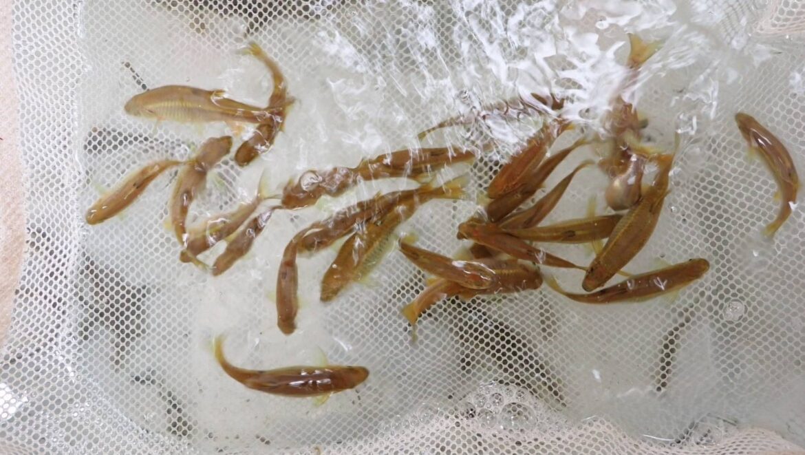 台中新社湳堀排水改善完工　守護白魚生態同步提升抗災力