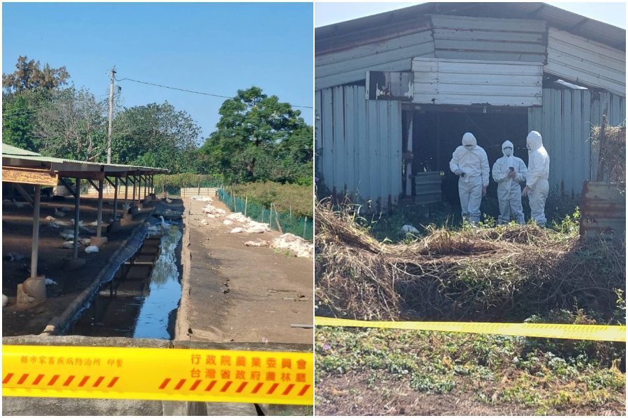 苗栗竹南養鵝場爆發H5N1禽流感　撲殺1600隻白鵝