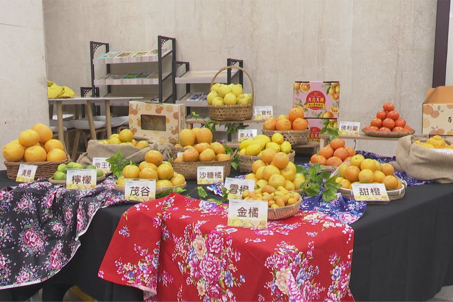 寶山椪柑品種多達20餘項  年節送禮大吉利