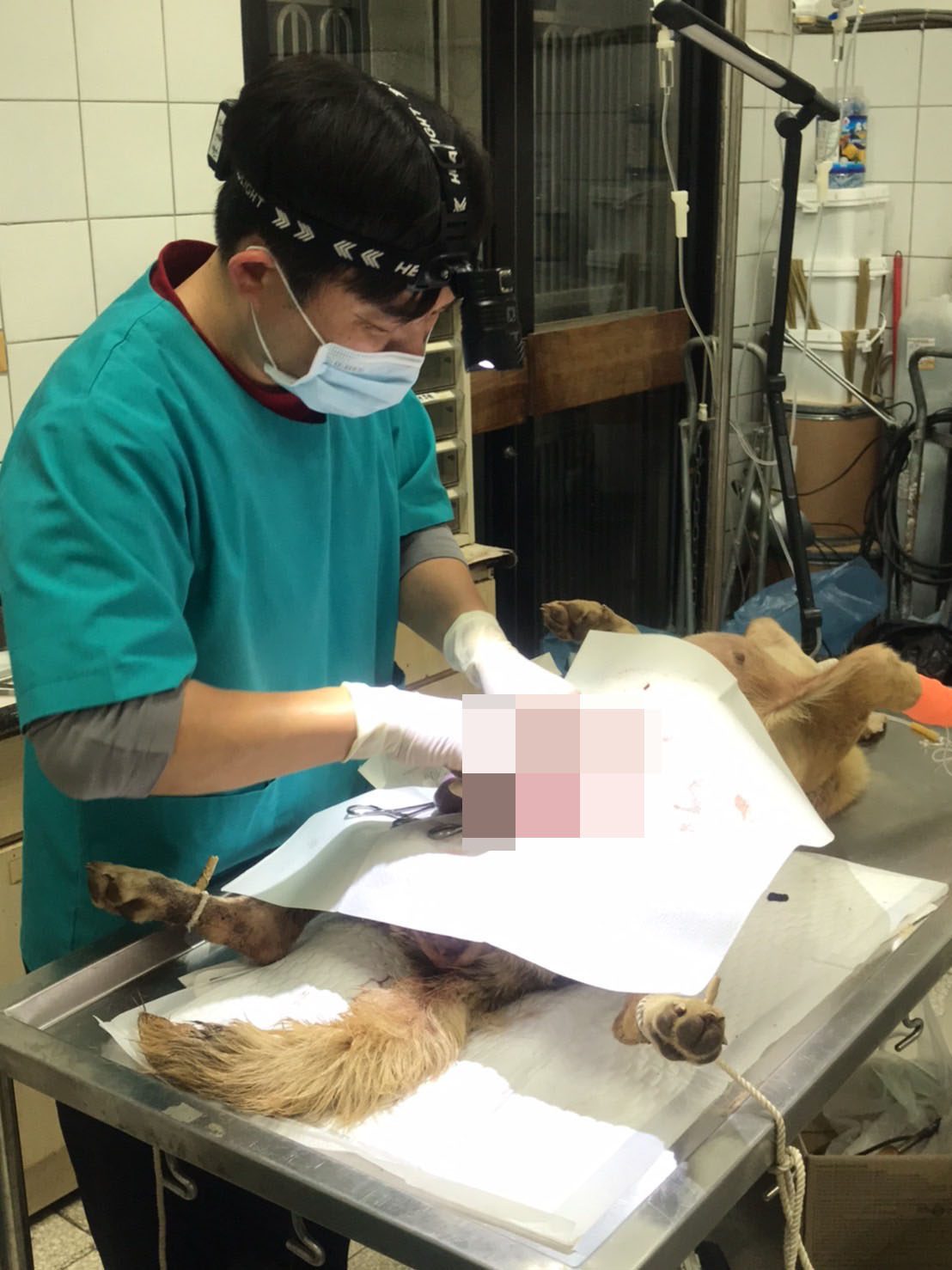嘉義縣公職獸醫緊急救援犬貓　以專業做功德