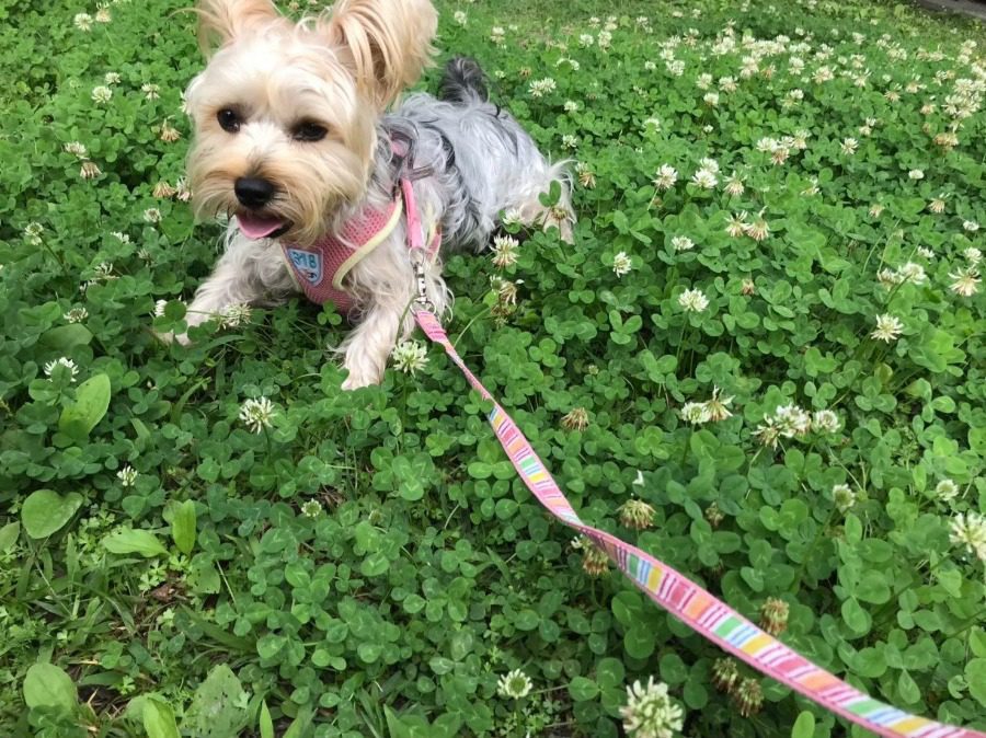 過年安全出行　臺北市動物保護處提醒：攜犬請注意牽繩措施