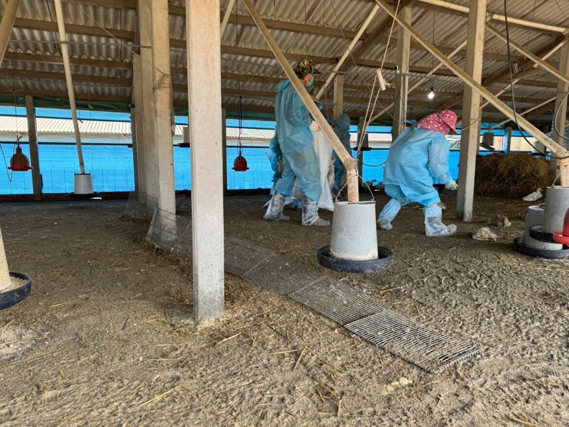 東勢鄉禽場驚爆H5N1禽流感　全面啟動安全防疫