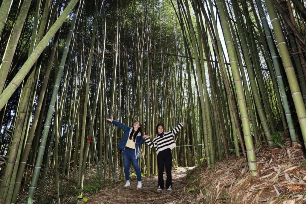 穿越竹林的奇妙之旅　五峰鄉白蘭溪古道即將重生