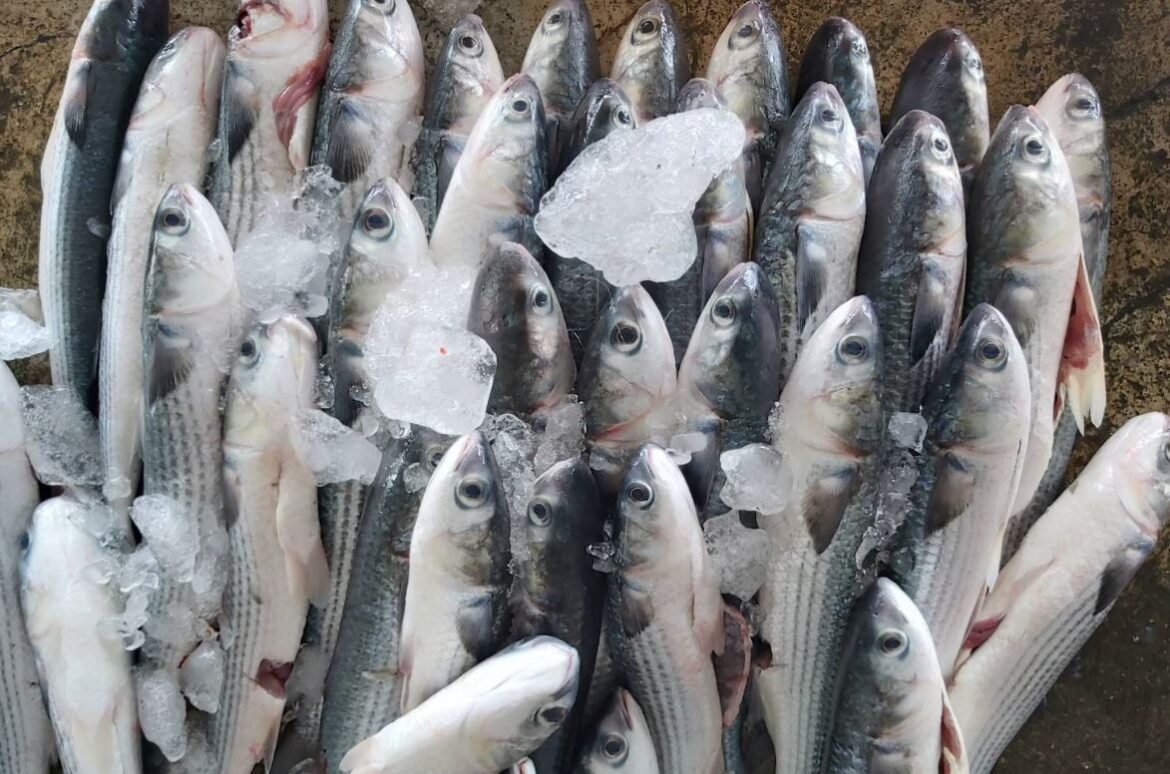 去年烏魚汛期　中市漁獲量再奪全國第一