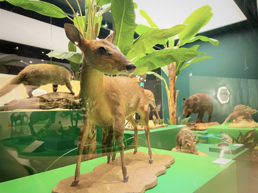 「臺灣史前動物特展」 開展　探索數萬年的臺灣生態史！