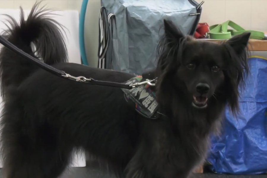 培訓流浪狗成為專業心輔犬  台灣心輔犬團隊公開招募培訓員