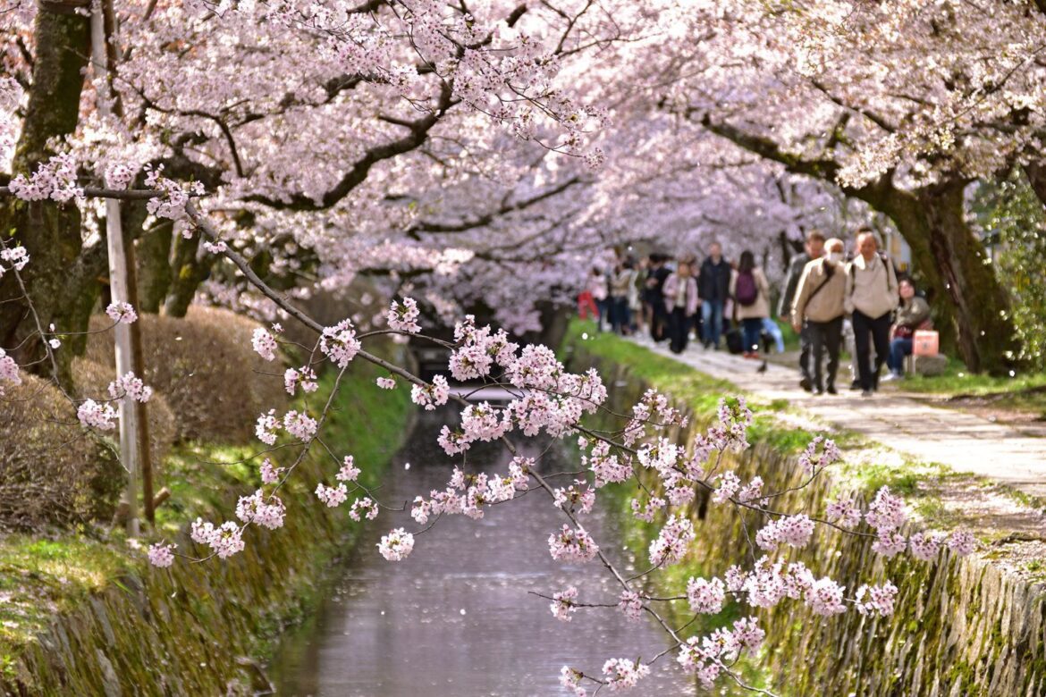 多扶假期榮獲金旅獎優旅選 2024台灣國際天燈節和日本賞櫻行，同步開催中