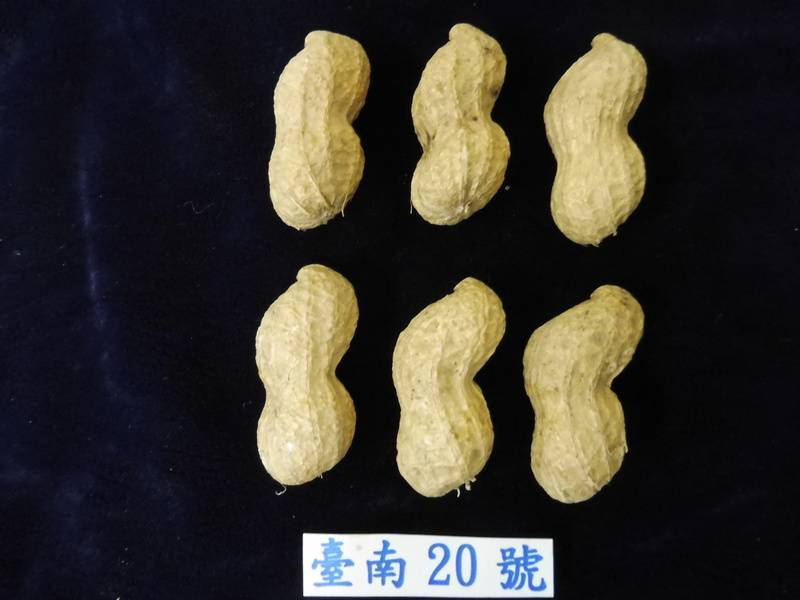 花生變身「花生橄欖果」：台灣農業推出高油酸新品種