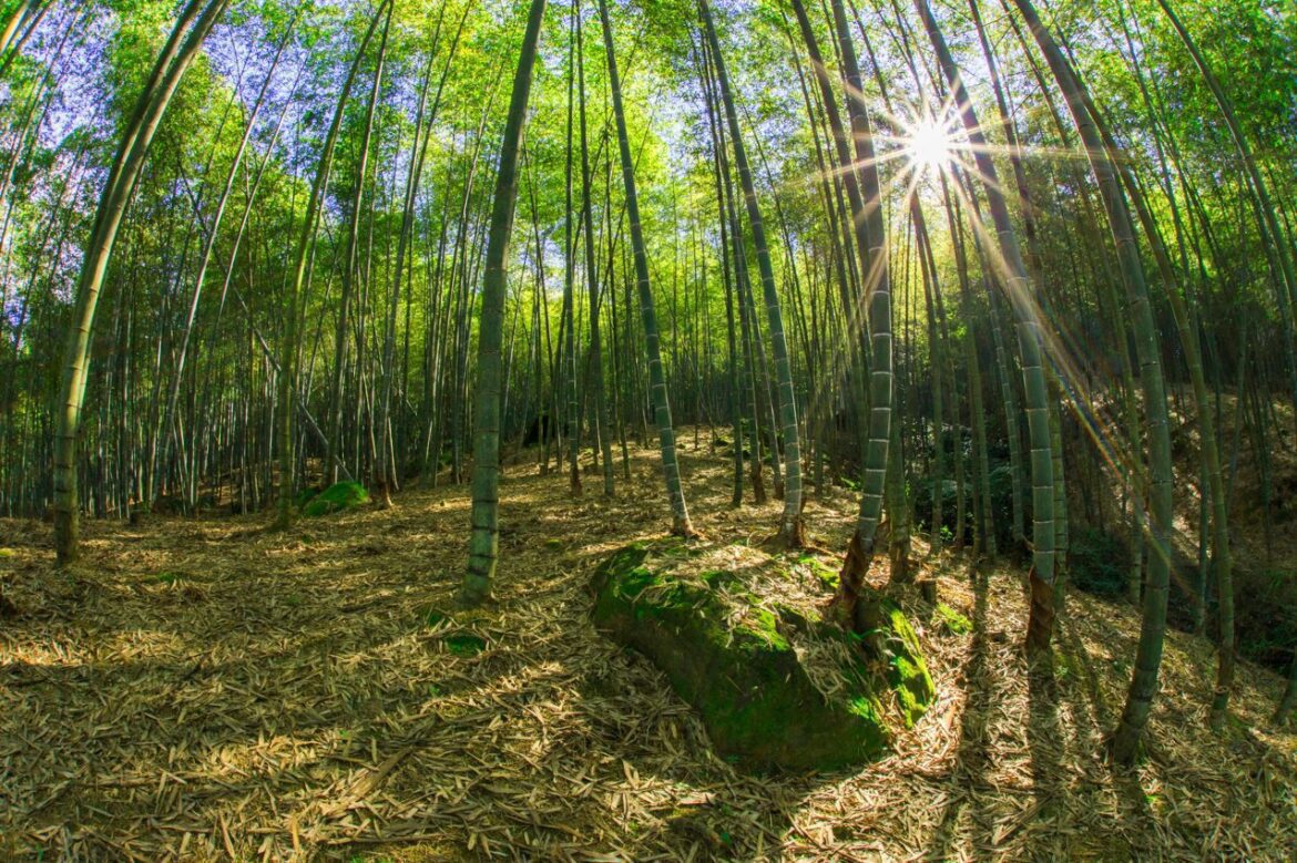 小半天竹夢森活節即將登場　邀請千人櫻花樹下享用竹筒飯
