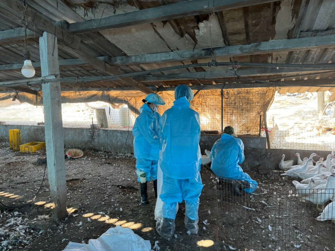 禽流感危機蔓延　張麗善督促加強消毒管理