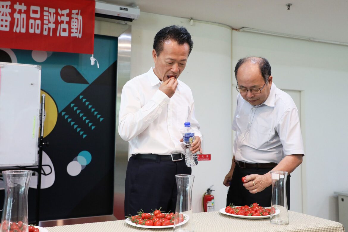 嘉義縣小果番茄評鑑　得獎農民分享經驗精益求精
